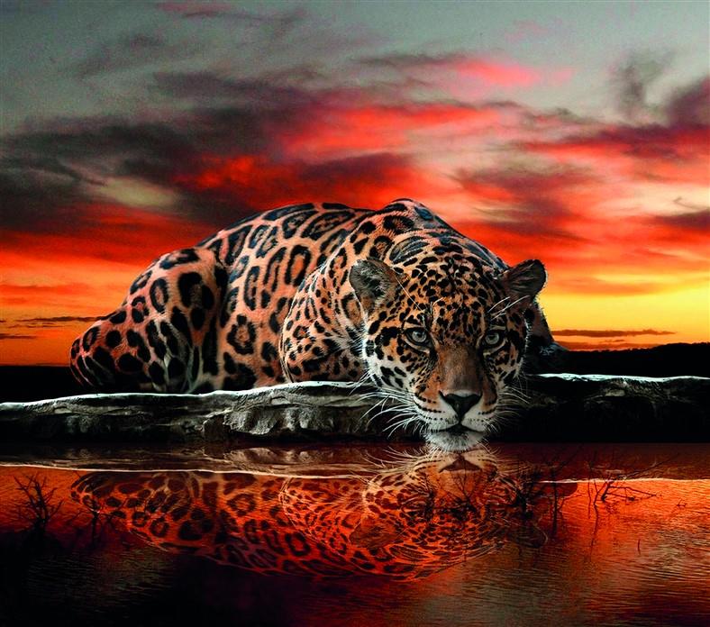 Hayvan Resimli 3d Duvar Kağıdı-52