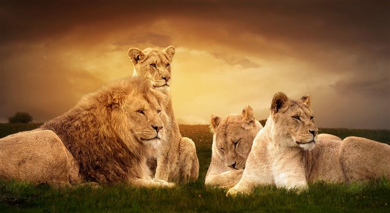 Hayvan Resimli 3d Duvar Kağıdı-63