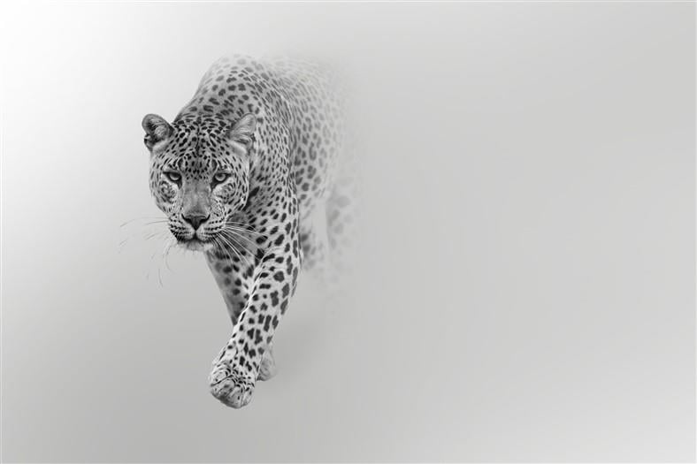 Hayvan Resimli 3d Duvar Kağıdı-75