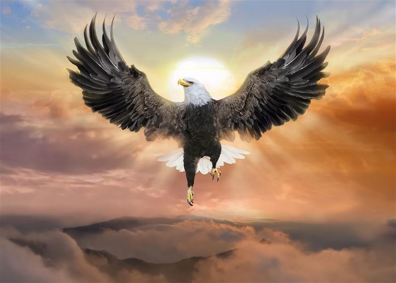 Hayvan Resimli 3d Duvar Kağıdı-81