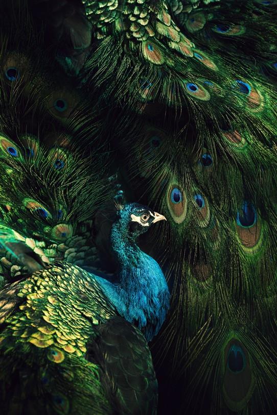 Hayvan Resimli 3d Duvar Kağıdı-88