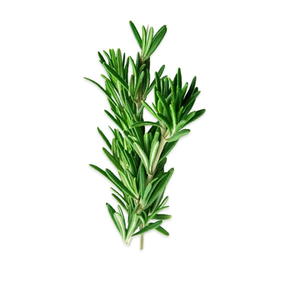 Biberiye Rozmarin (25 Gr)