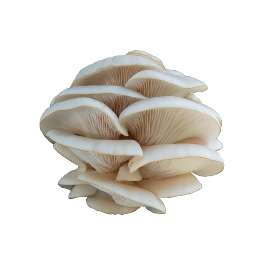 İstiridye Mantarı (400 Gr)