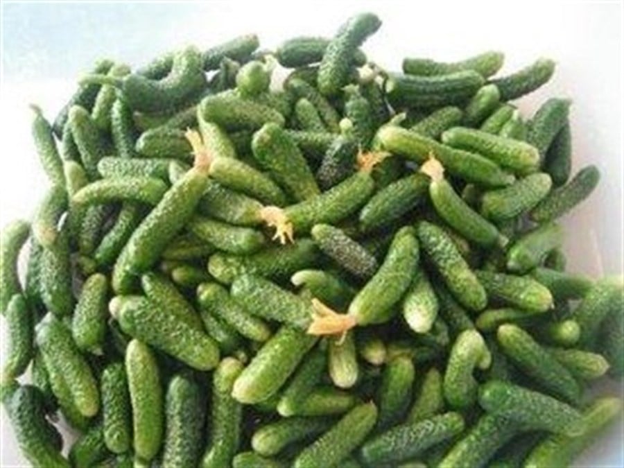 Mini Kornişon Turşuluk Salatalık (Kg)