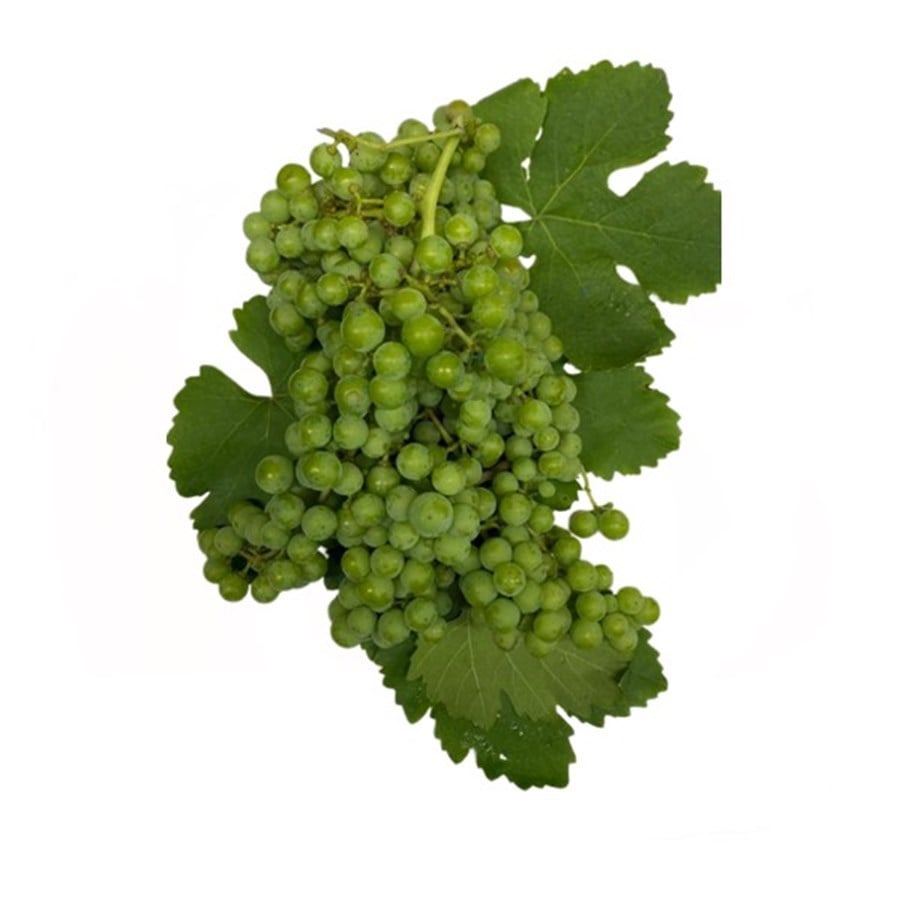 Koruk Üzüm ( 1 kg )