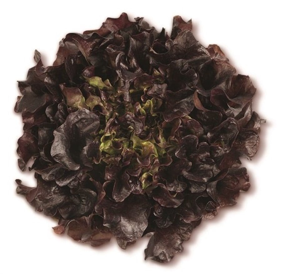 Palamut (Red Oak Leaf) adet