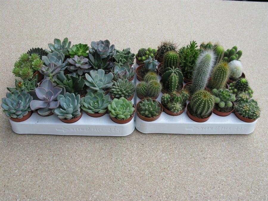 Saksı Mini Kaktüs Çiçek