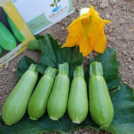 Mini Kabak  1 Kg