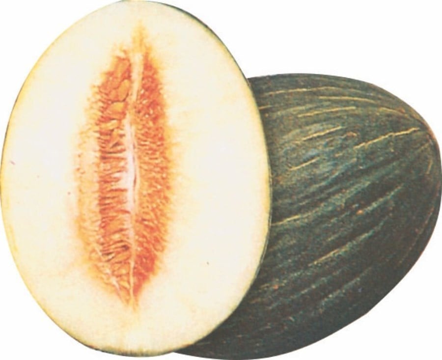 Kvun Hasanbey  5 kg