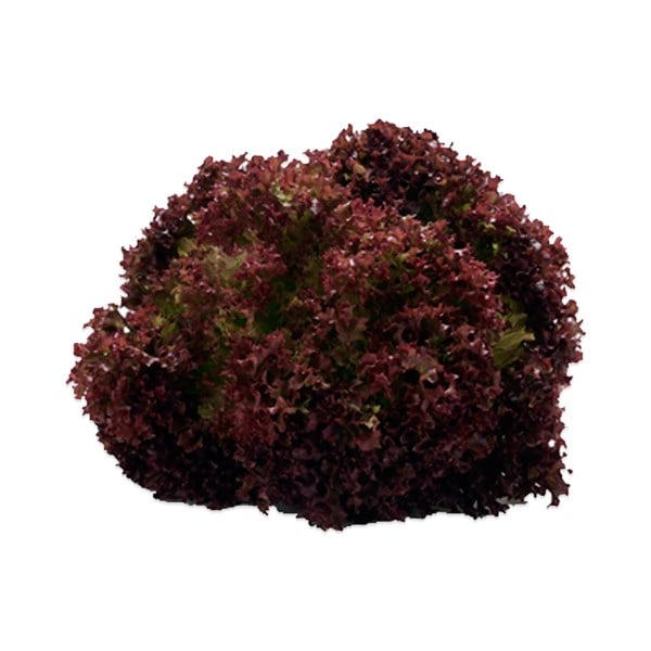 Lolorosa Akdeniz Salata (Adet)