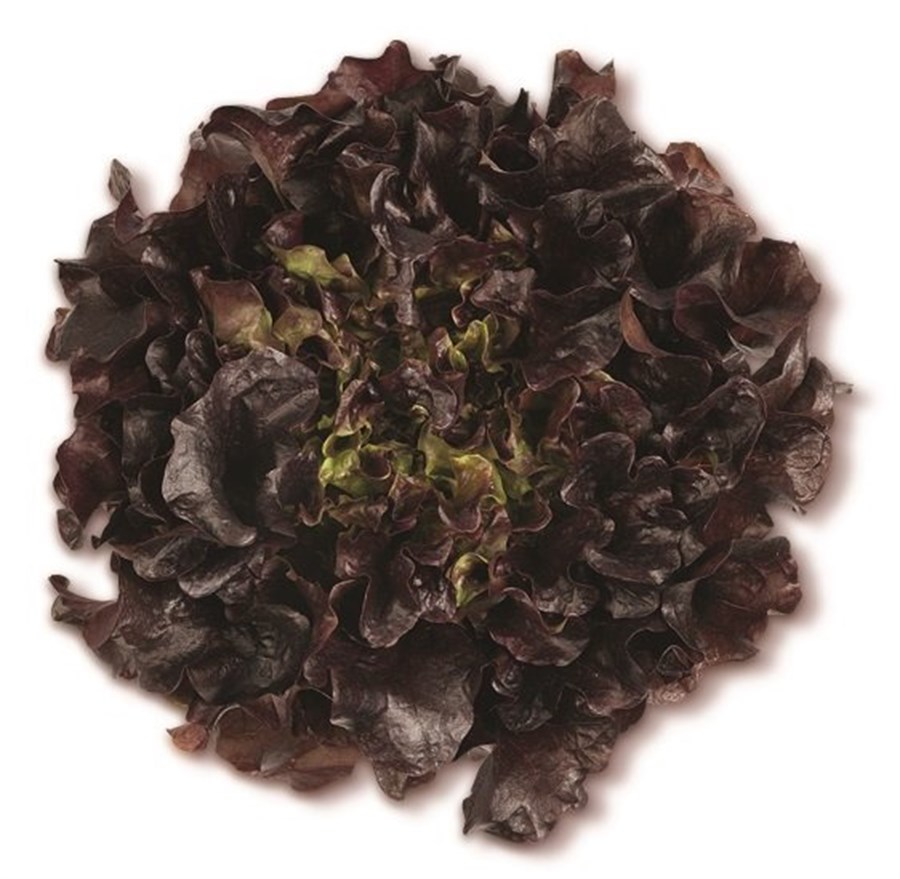 Palamut (Red Oak Leaf) adet