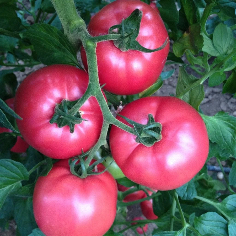 Pembe Domates Salkım (Kg)