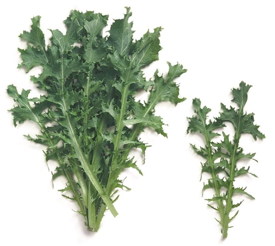 Radika Tatlı (Sweet Dandelion) 250 Gr                           