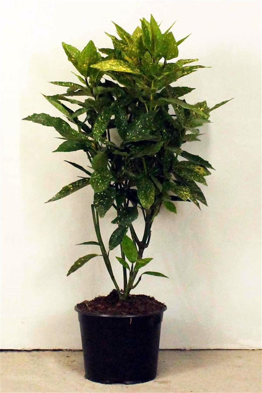 Alacalı Keklik Kanadı