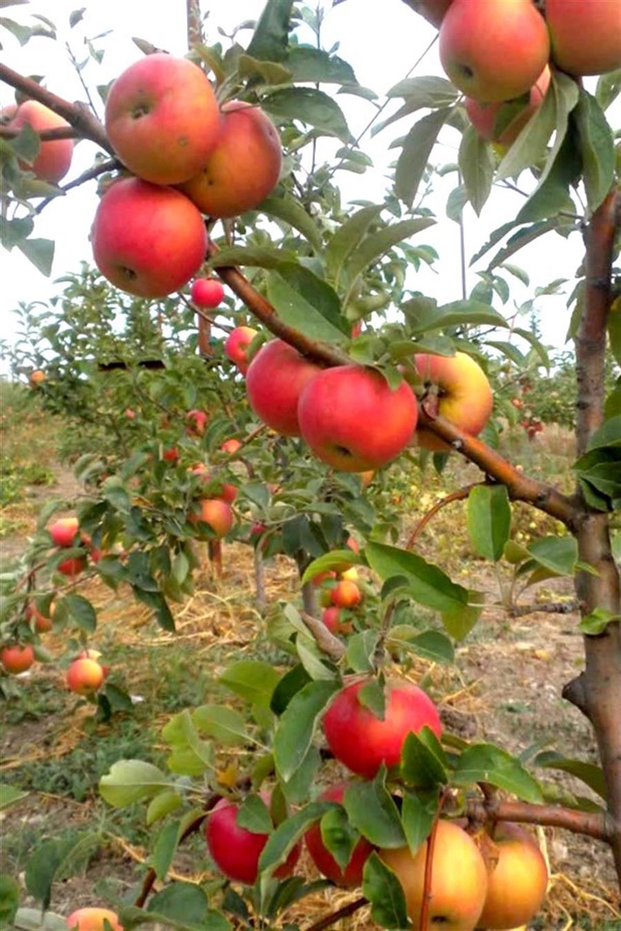 Amasya Elma (Misket) Fidanı