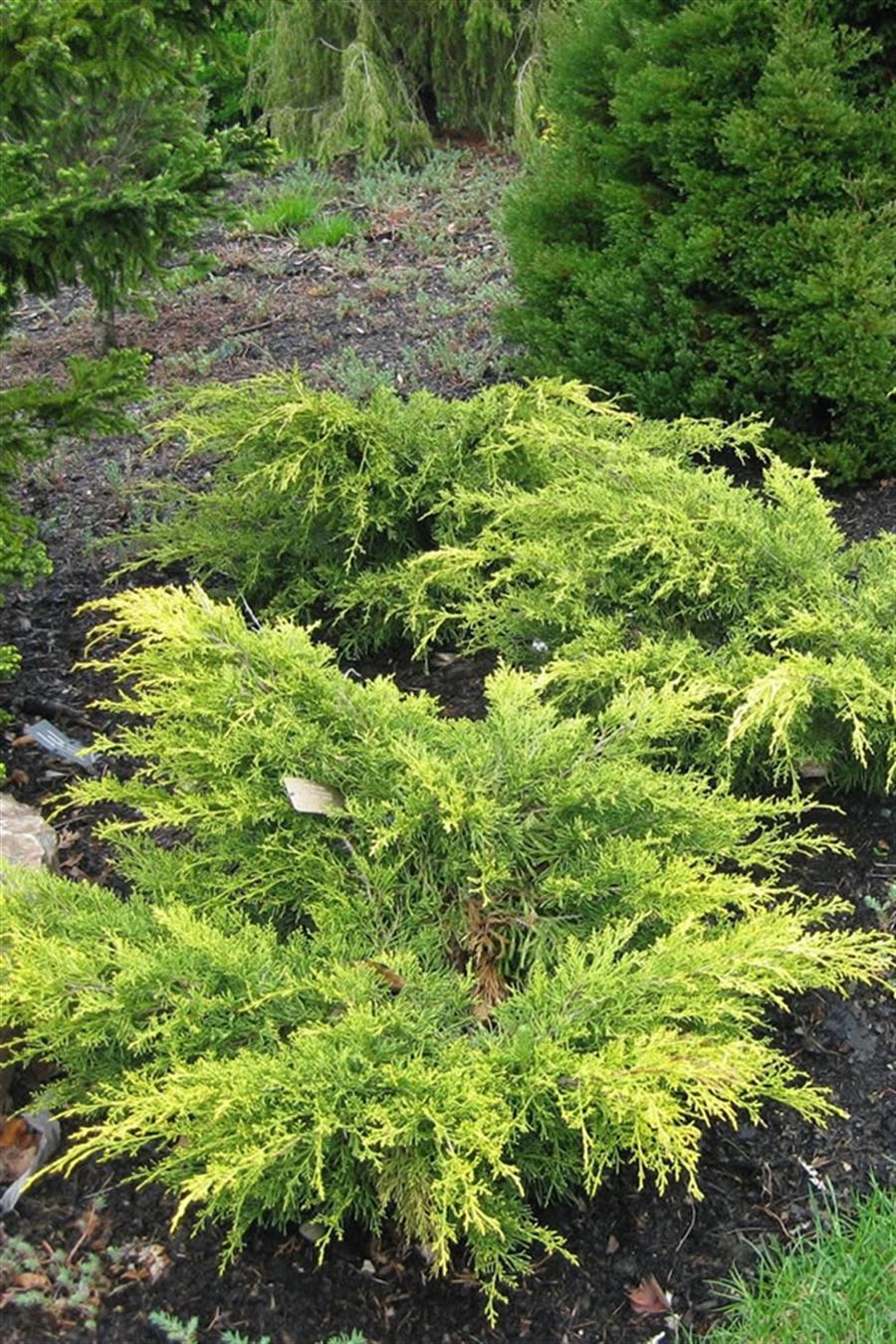 Ardıç 'Gold Coast'