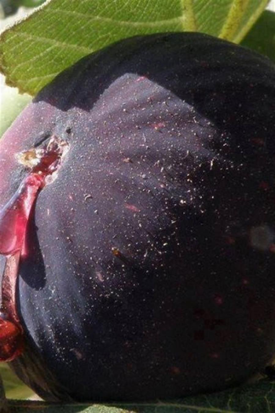 Dürdane (Bursa Siyahı) İncir Fidanı