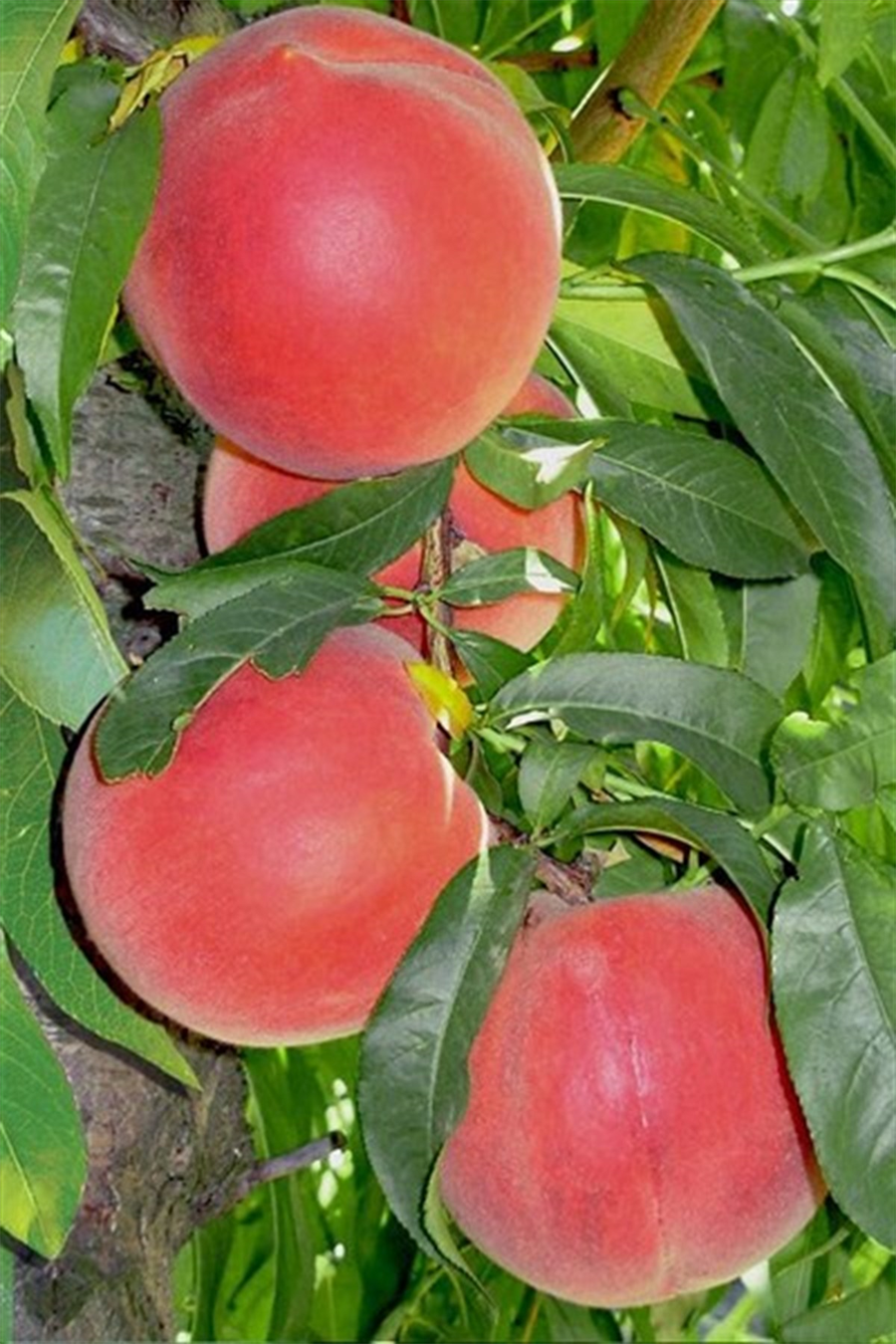 Elegant Lady Şeftali Fidanı