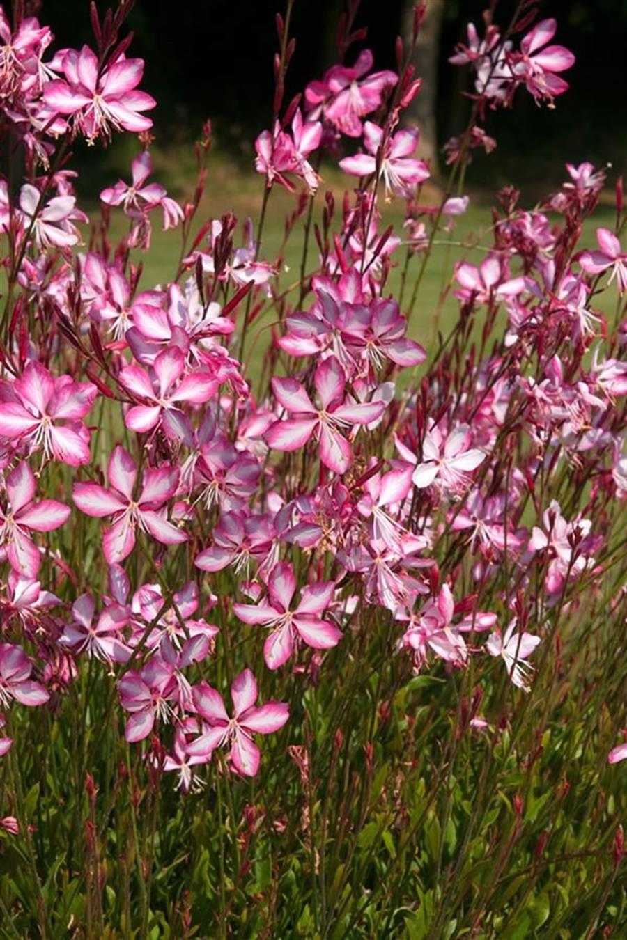 Gaura