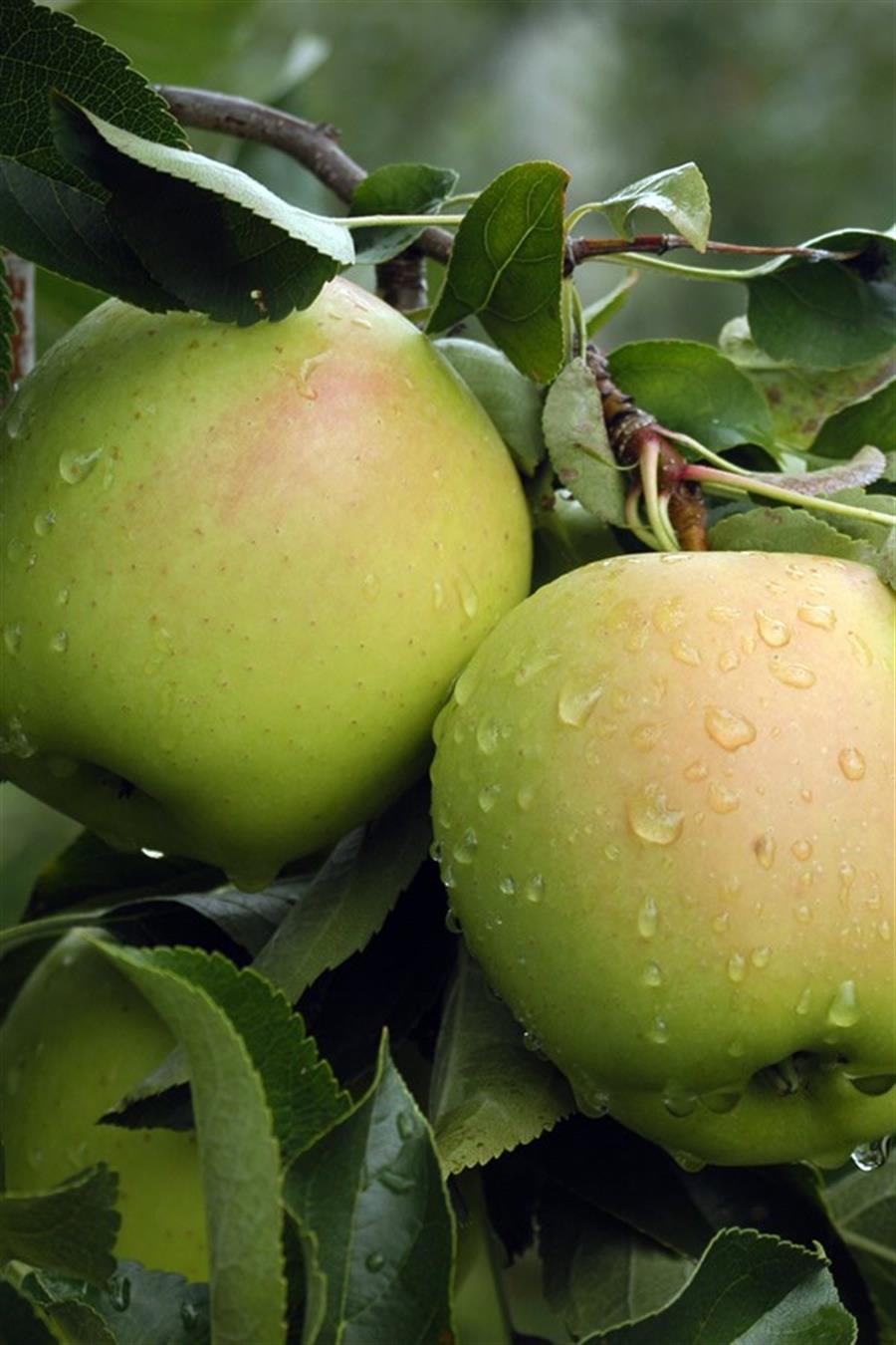 Golden Delicious Elma Fidanı