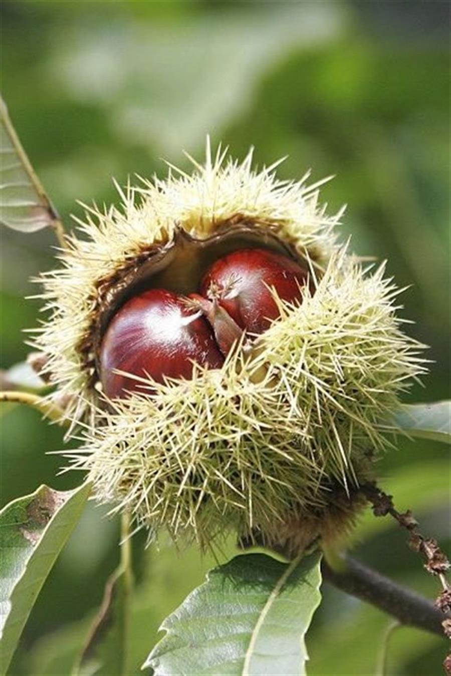 Işıklar Kestane Çeşitleri