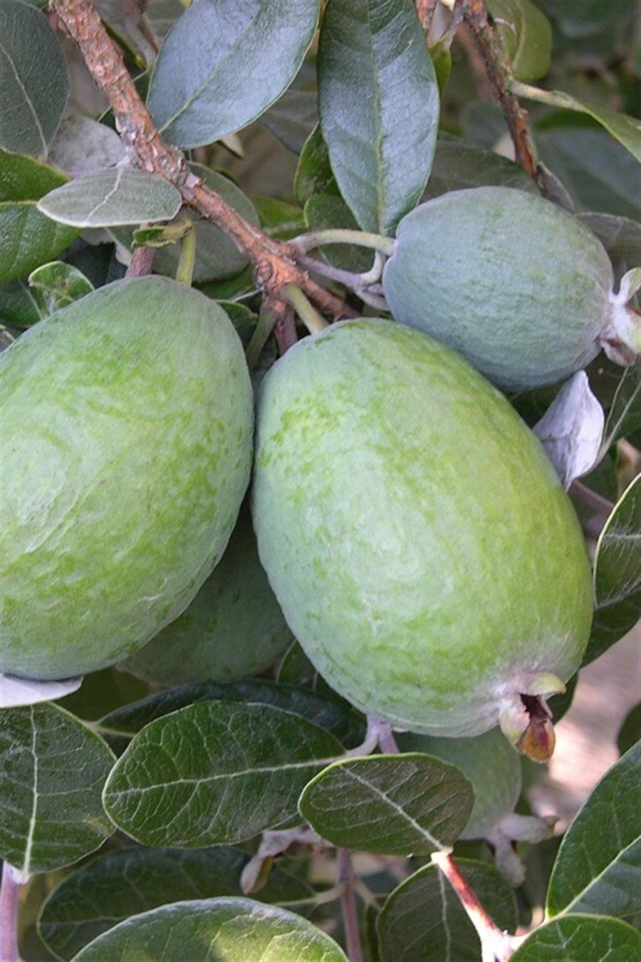 Kaymak Ağacı