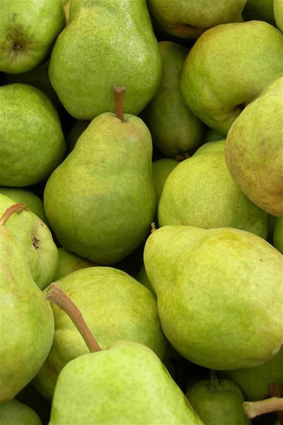 Margarita Marilla Armut