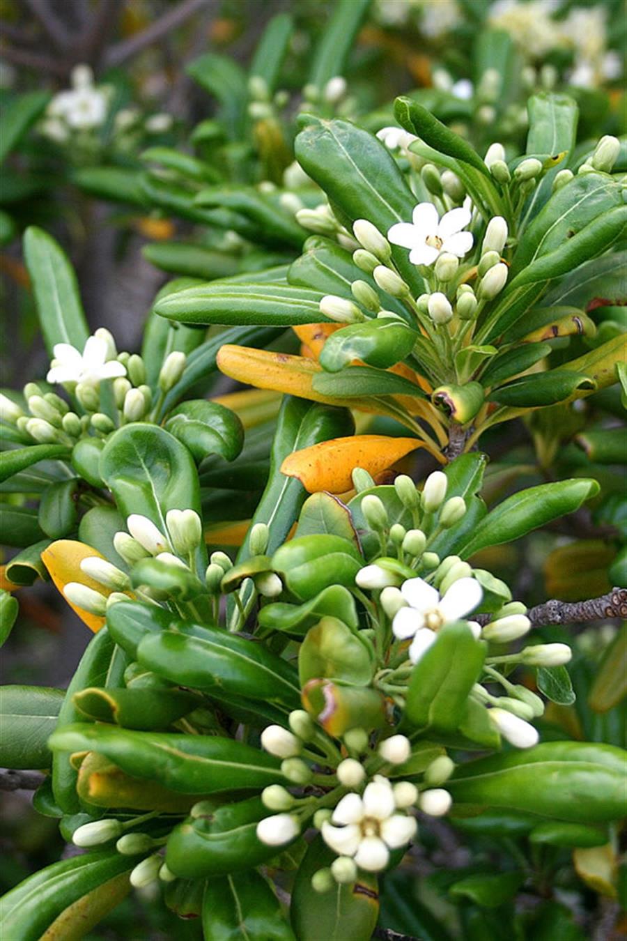 Yıldız Çalısı - Pittosporum Tobira