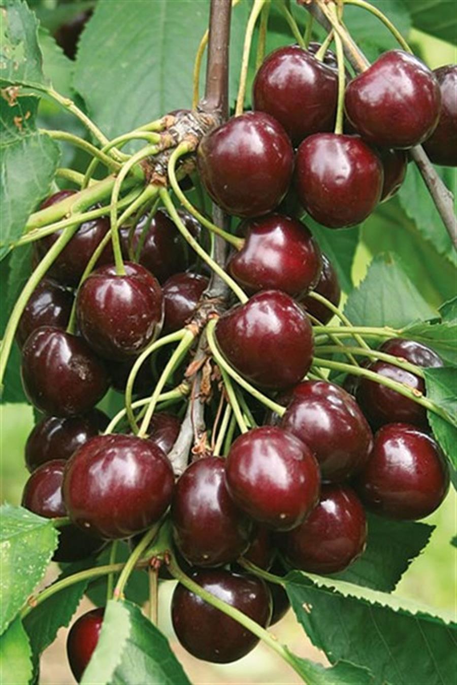 Regina Kiraz Fidanı