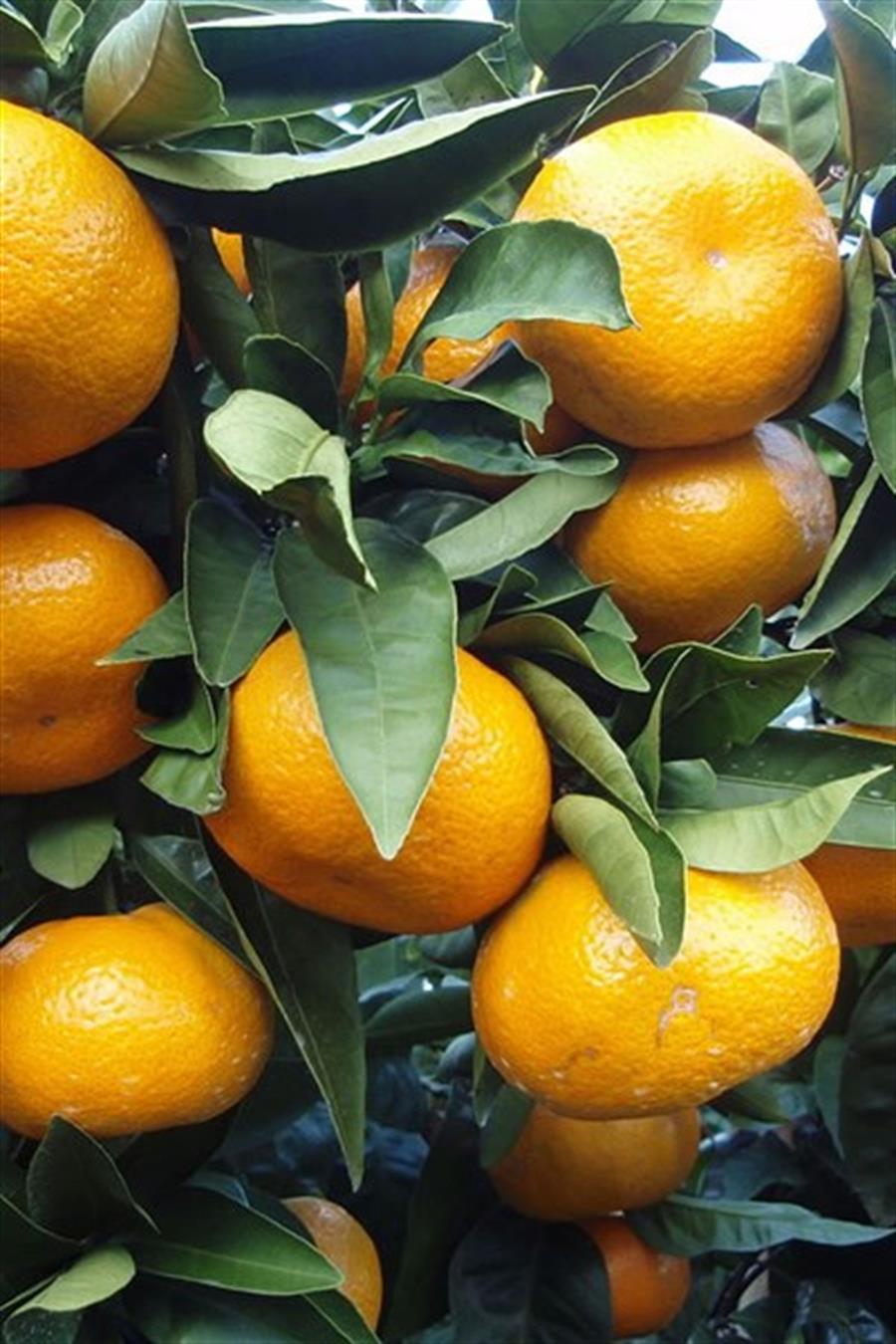 Satsuma (Rize) Mandalinası Fidanı