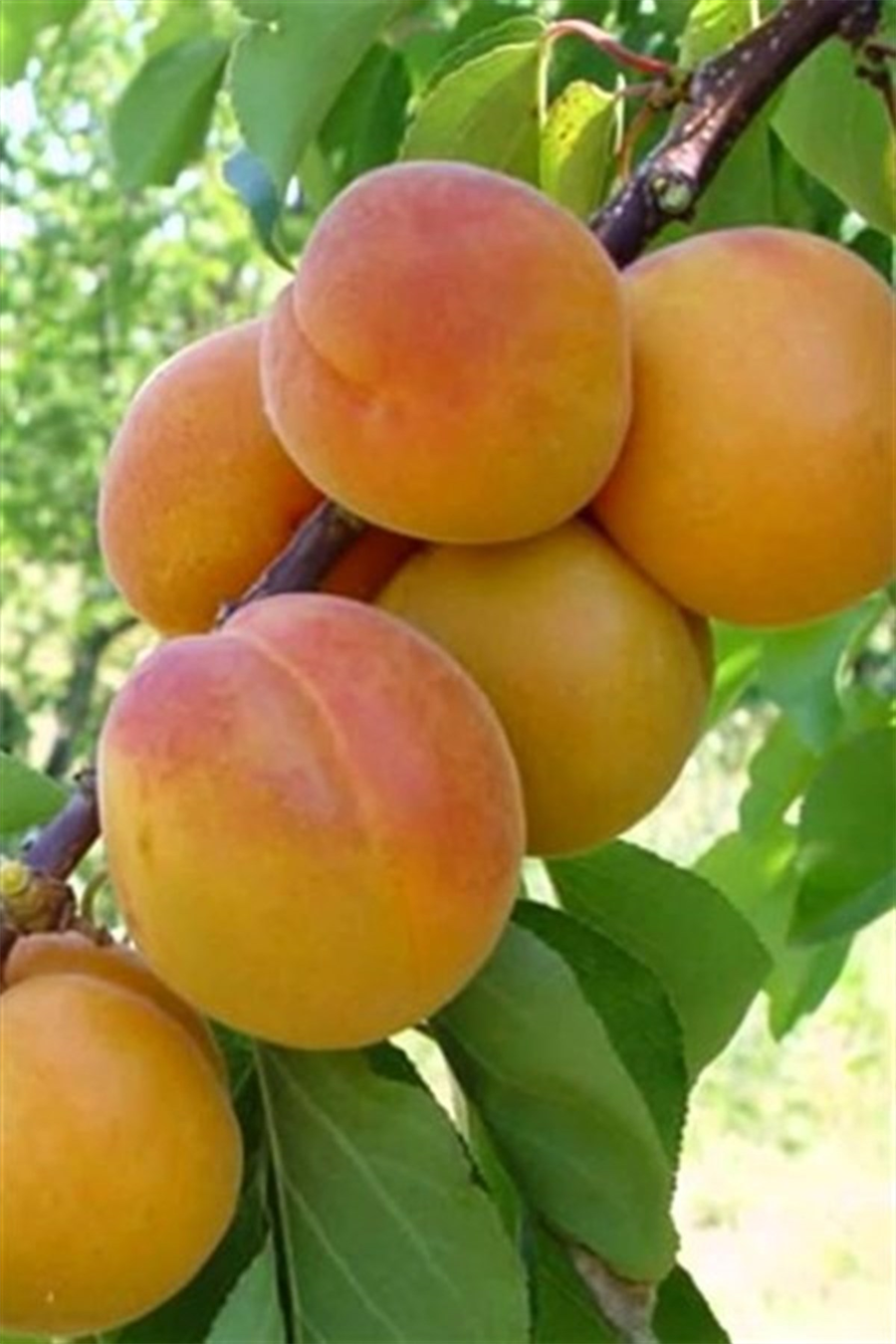 Şekerpare Kayısı Fidanı