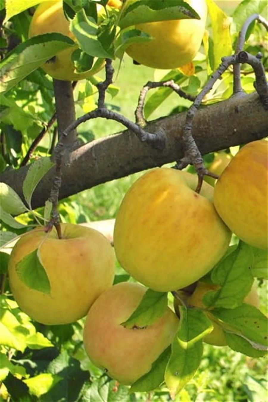 Spur Golden Elma Fidanı