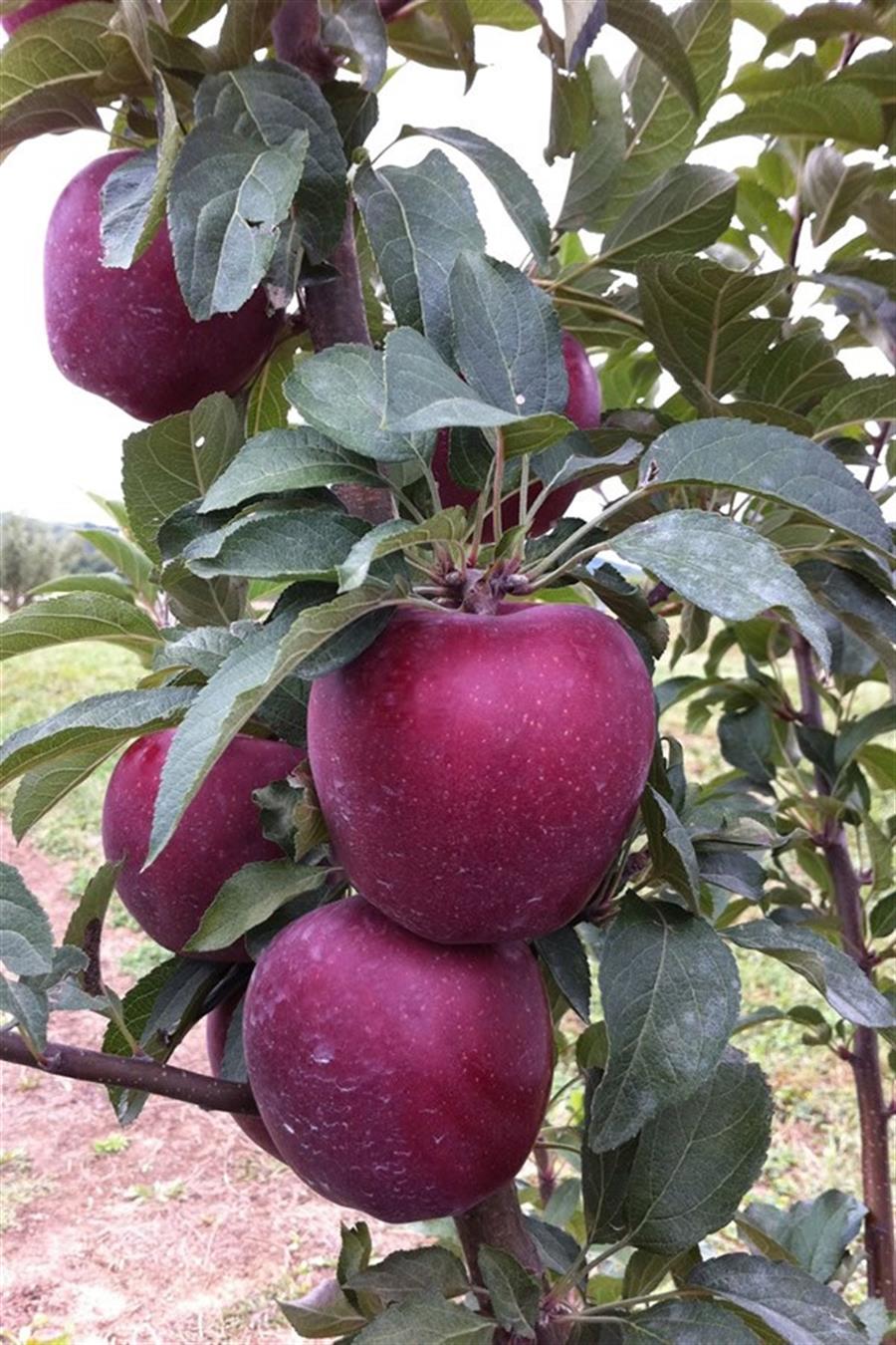 Starking Delicious Elma Fidanı