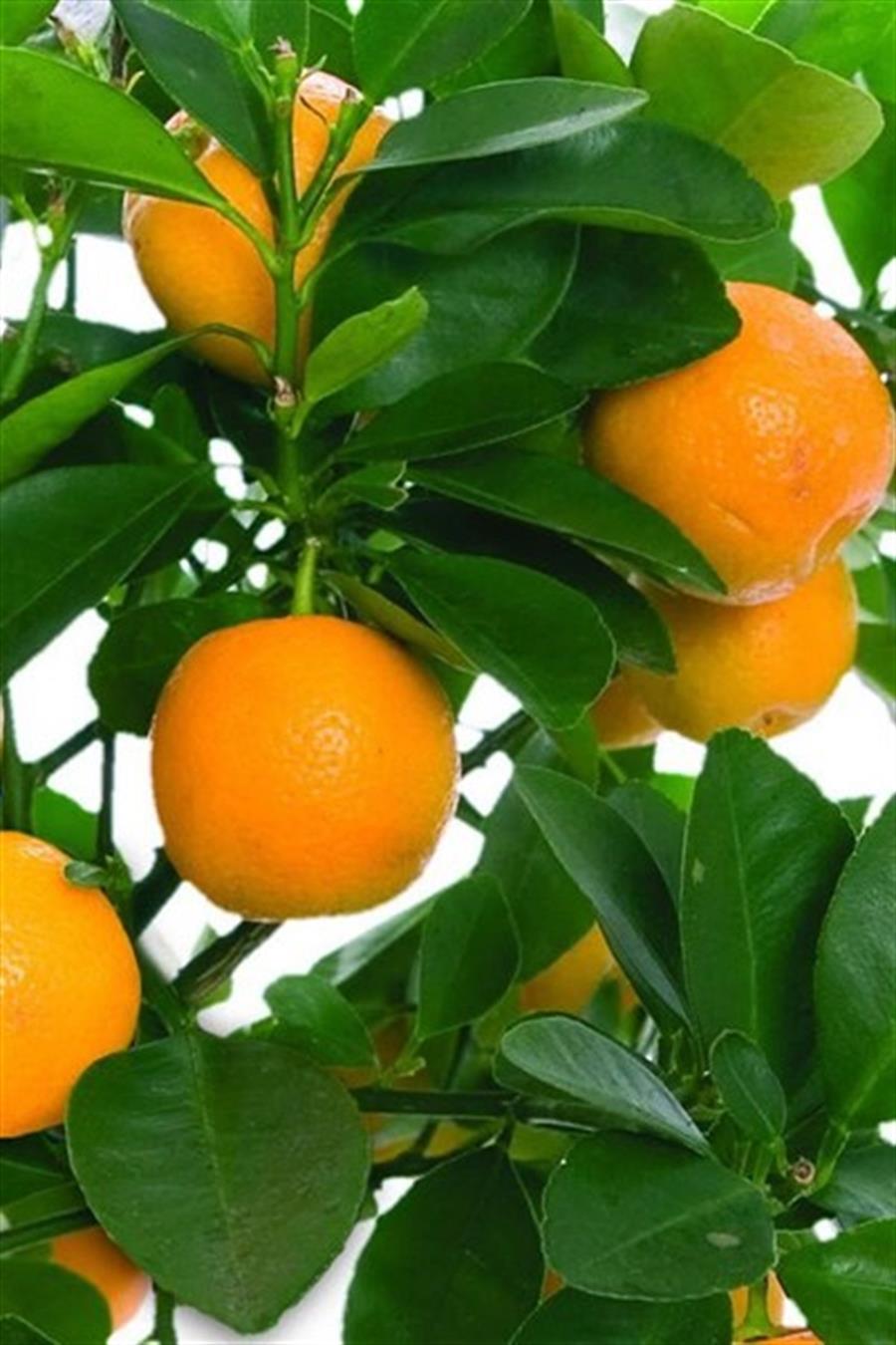 Washington Portakal Fidanı