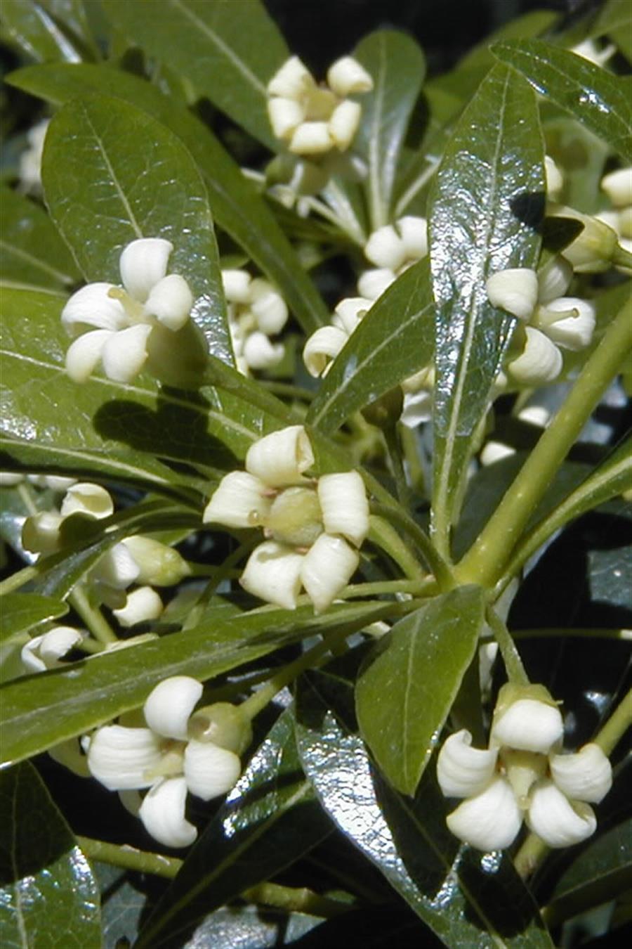 Yıldız Çalısı | Pittosporum