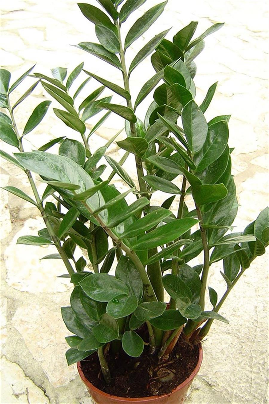 Zamia