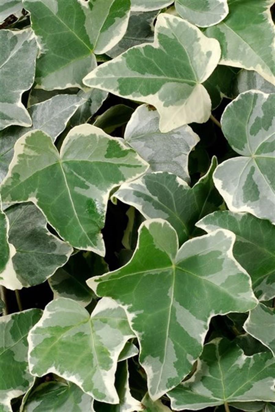 Alacalı Orman Sarmaşığı (Hedera)