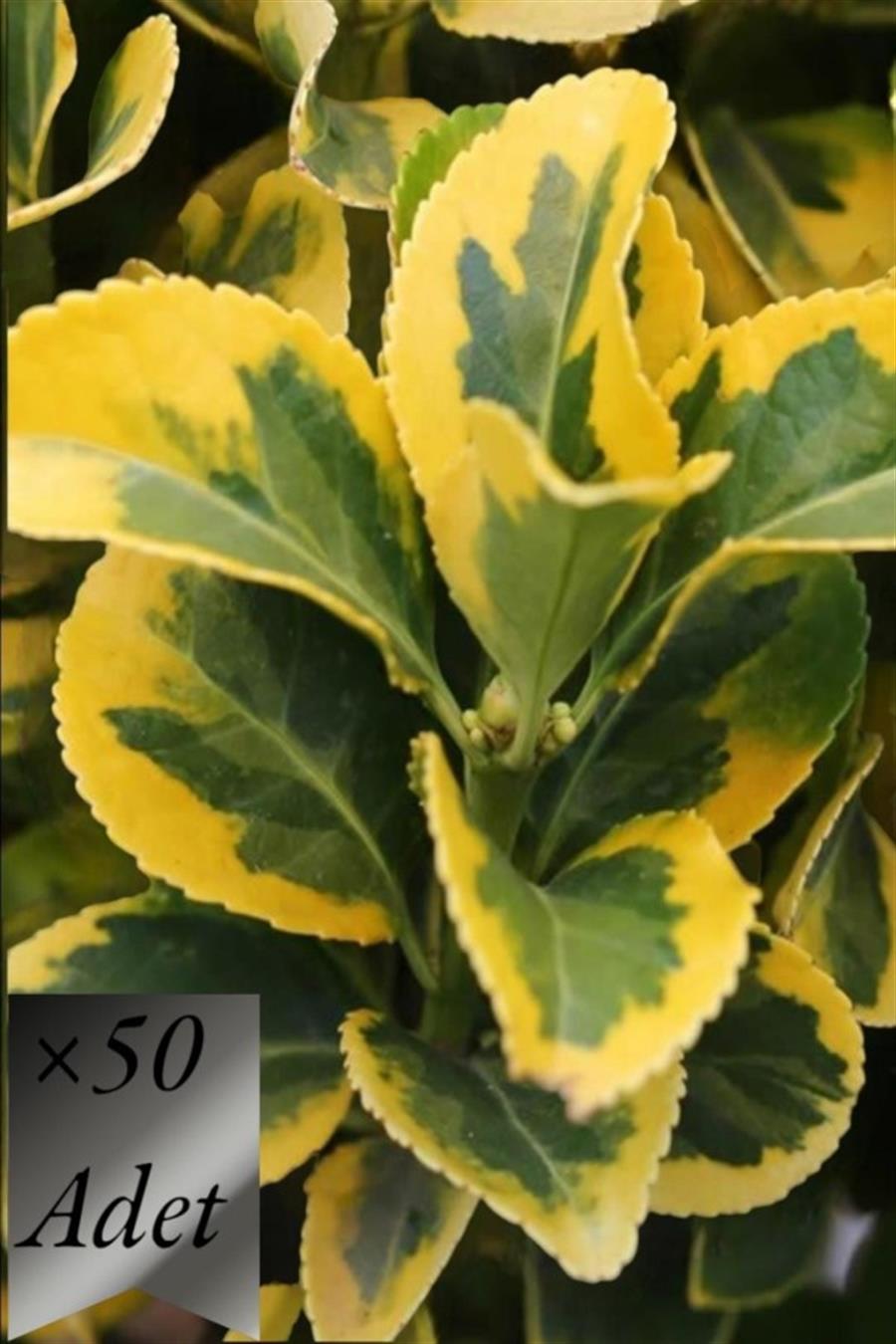 Altuni Taflan Fidanı 15-20 cm x 50 ad | ÇALILAR ve ÇİT BİTKİLERİ
