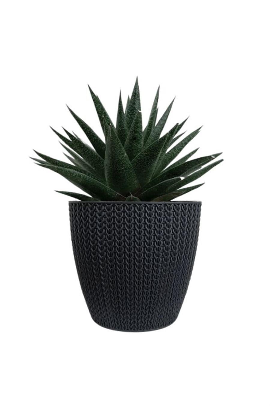 Antrasit Sümela Saksıda Gasterworthia | Diğer Sukulent Cinsleri