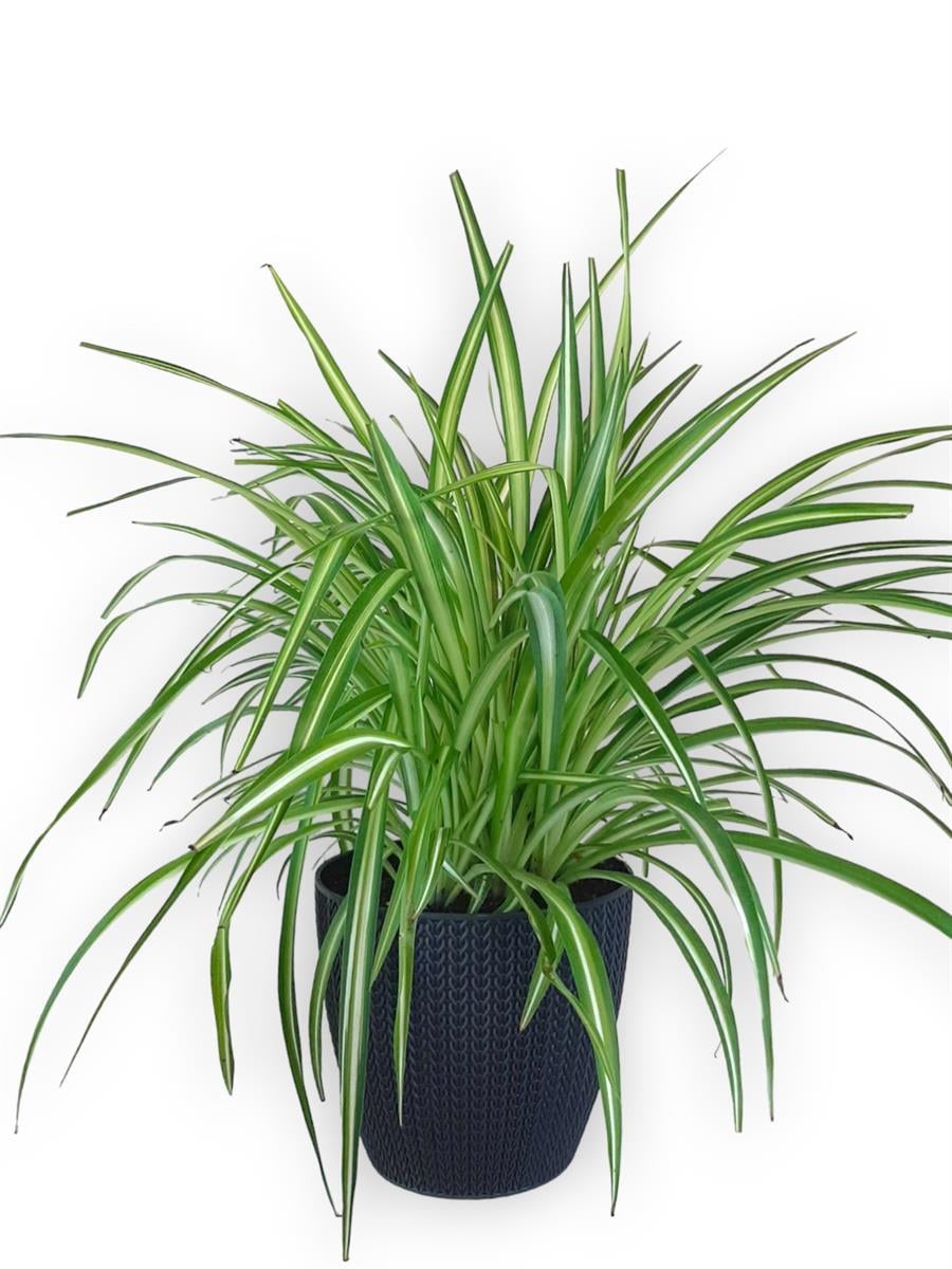 Antrasit Sümela Saksıda Kurdele Çiçeği | Yapraklı Salon Bitkileri