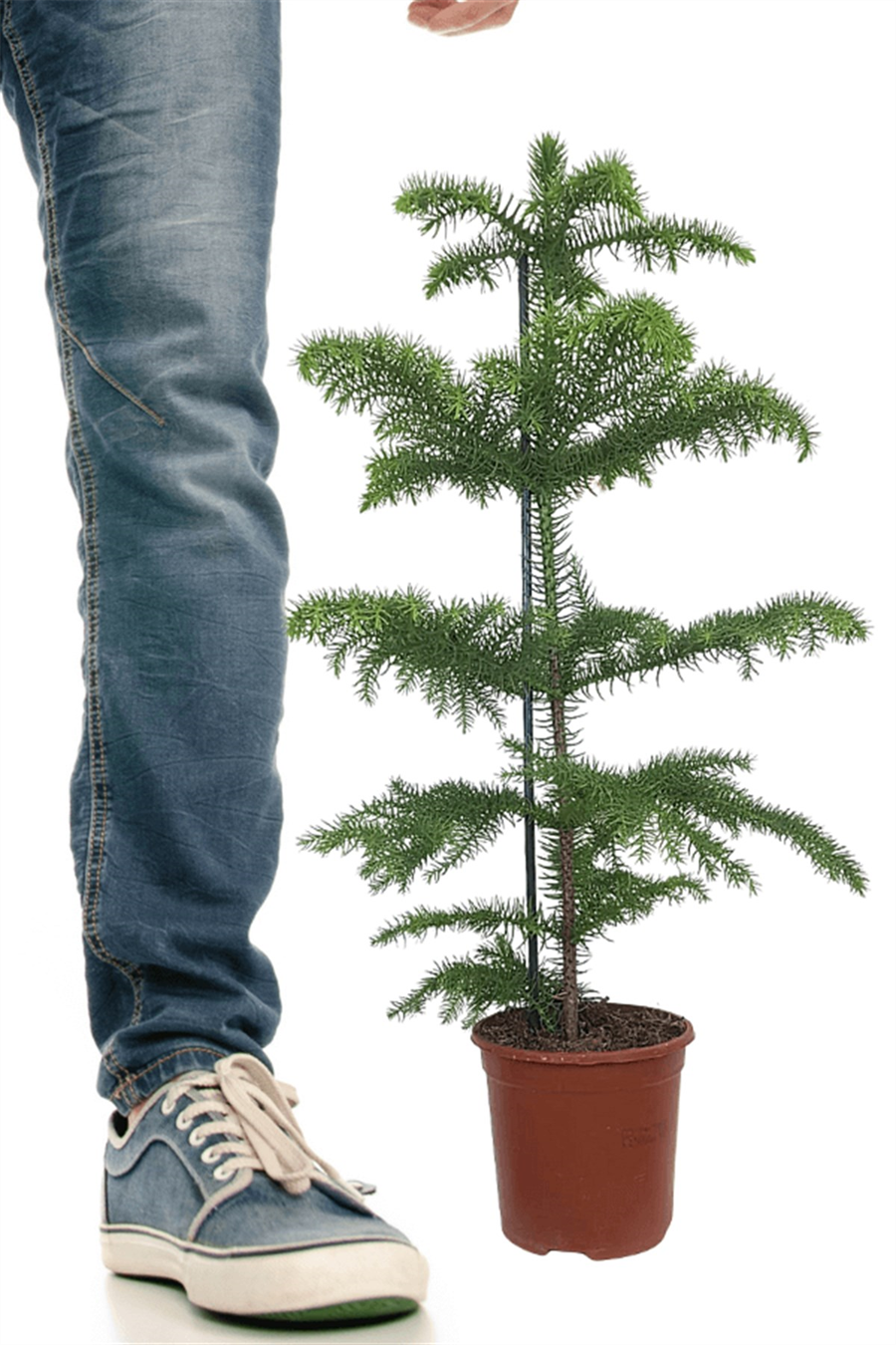 Arokarya - Salon Çamı (40-60 cm) | Yapraklı Salon Bitkileri