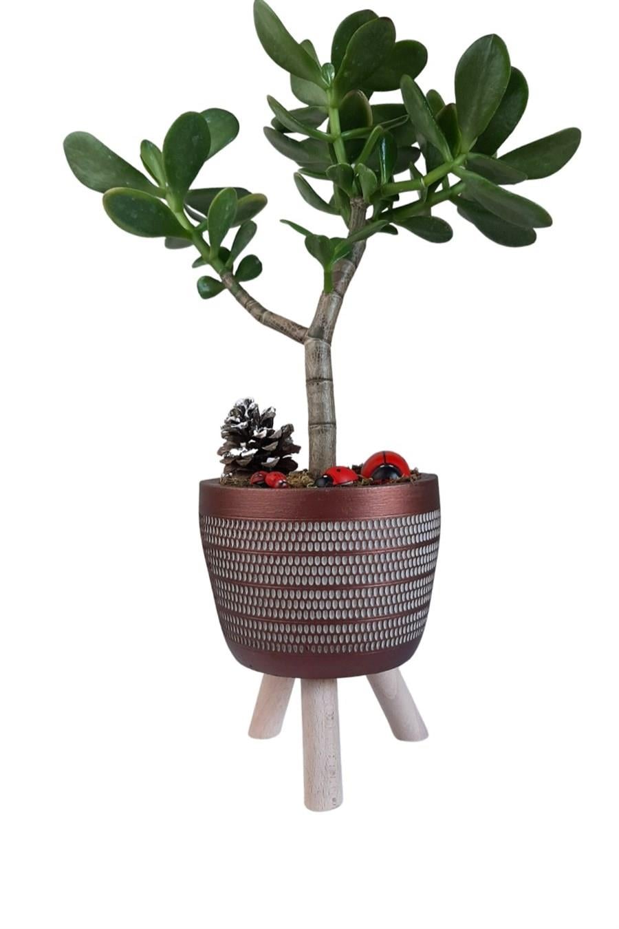 Bakır Ayaklı Saksıda Crassula Ovata | Tasarım Çiçekler