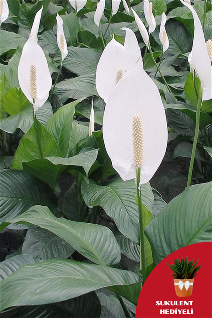 Barış Çiçeği (40~60 cm) | Çiçekli Salon Bitkileri