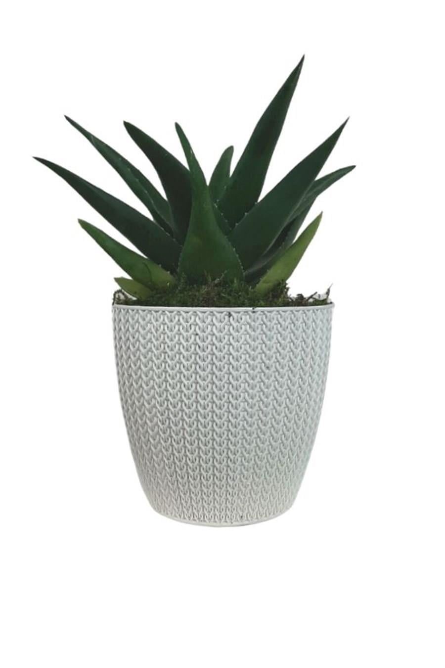 Beyaz Sümela Saksıda Aloe Brevifolia | Aloe