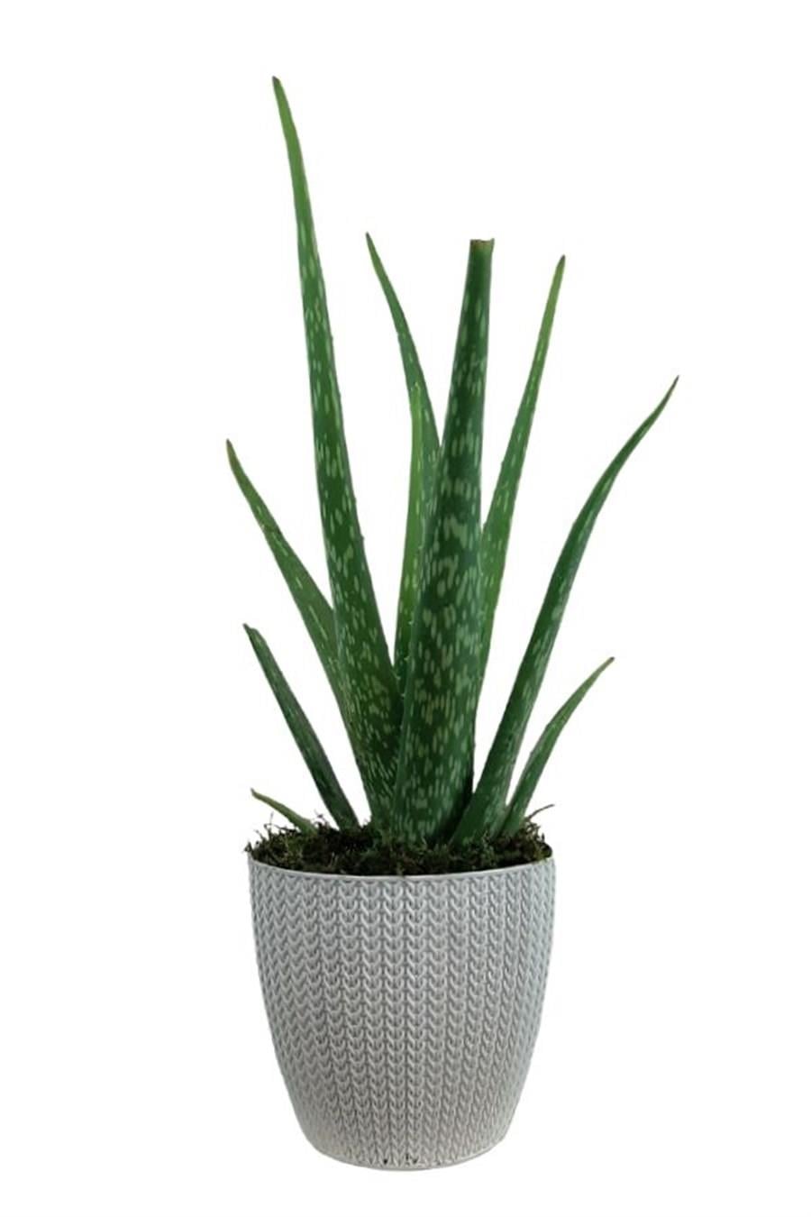 Beyaz Sümela Saksıda Aloe Vera | Aloe