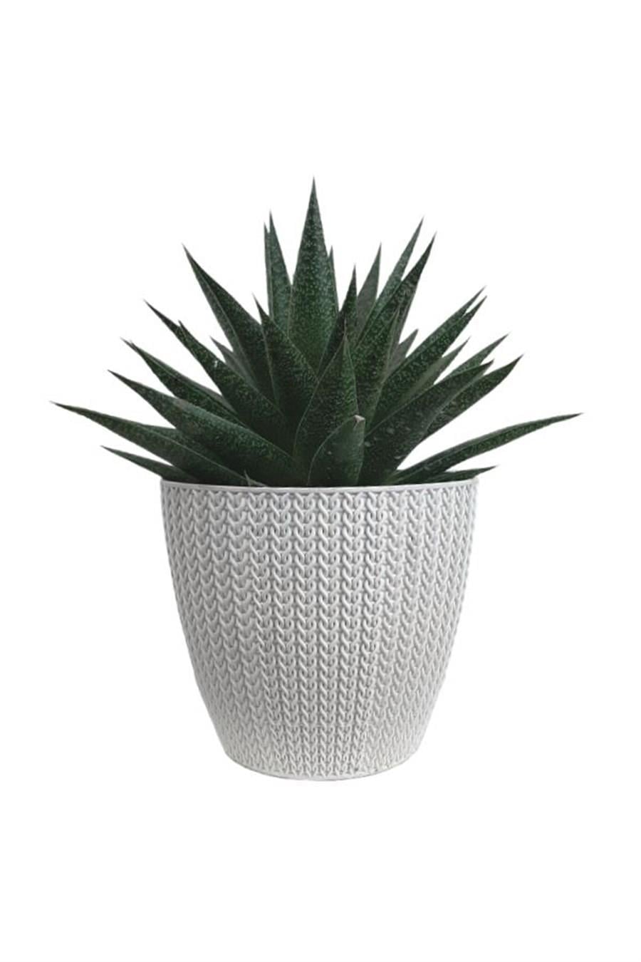 Beyaz Sümela Saksıda Gasterworthia | Diğer Sukulent Cinsleri