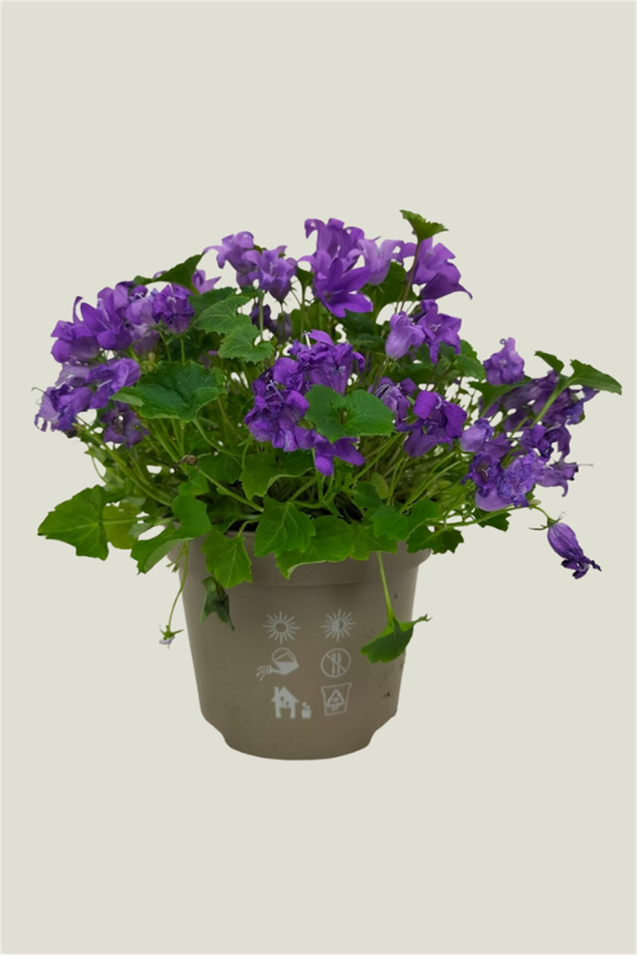 Campanula (Maviş Çiçeği) | Çalılar ve Çit Bitkileri