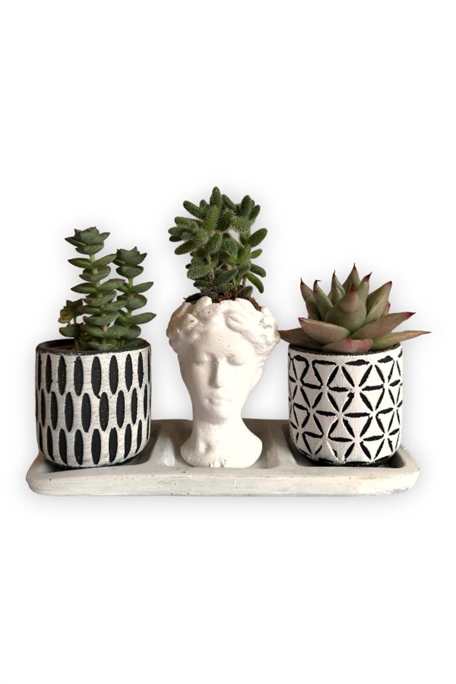 Crassula& Echeveria 3'lü Sukulent Seti | Helen Beyaz & Desenli Seri | Crassula