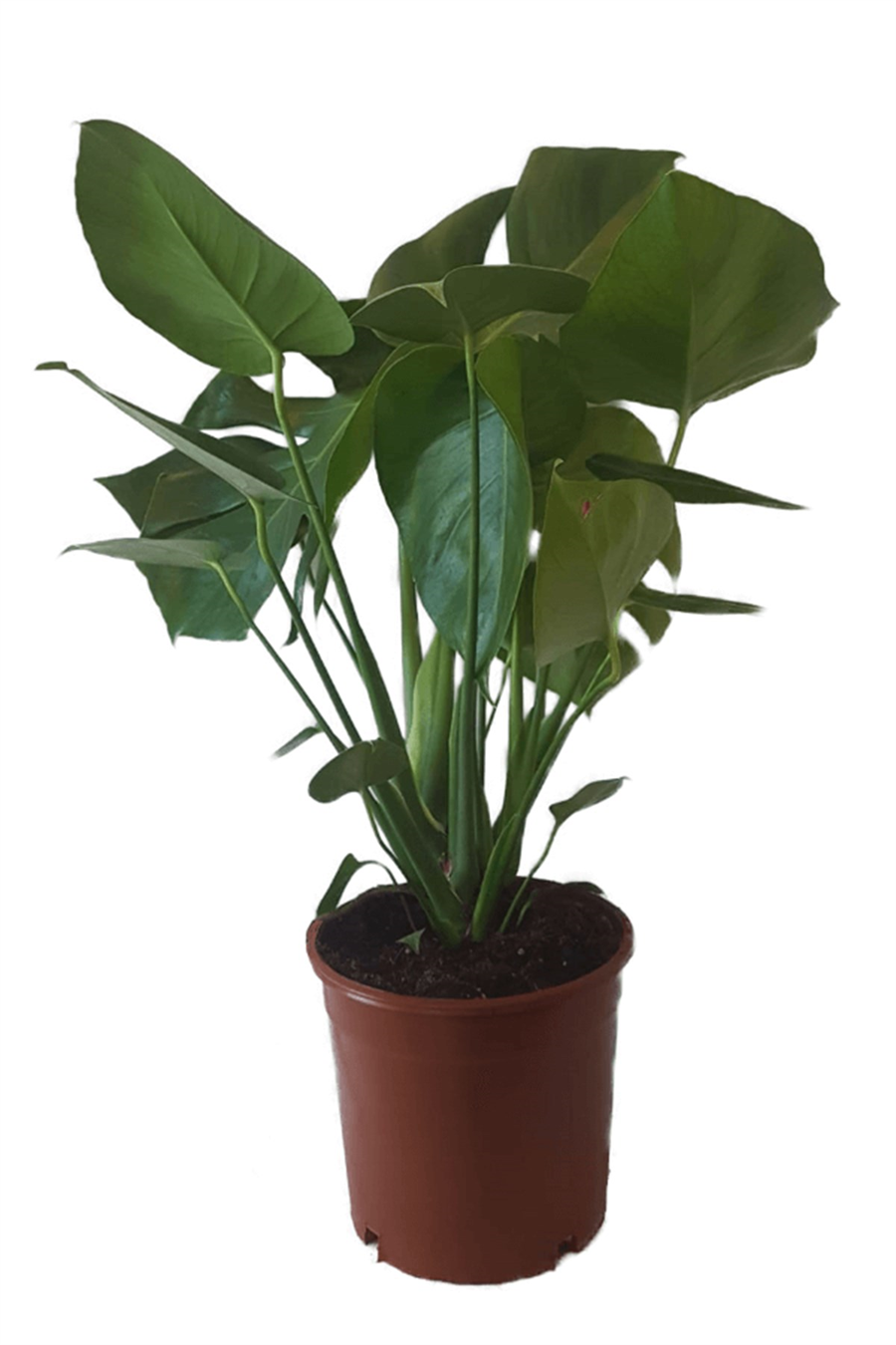 Deve Tabanı | Yapraklı Salon Bitkileri