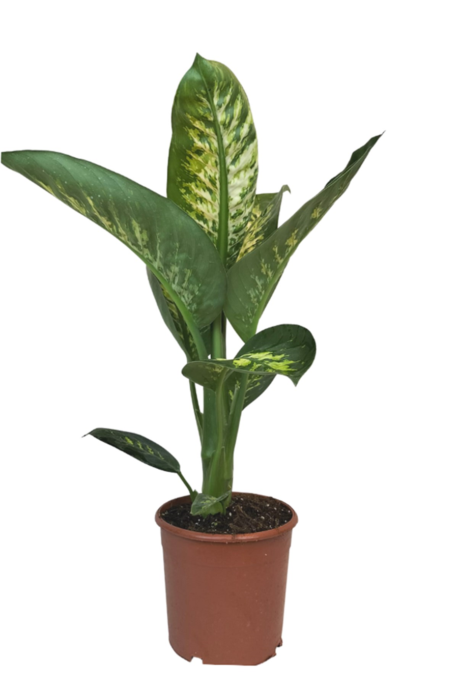 Difenbahya (Ağlayan Çiçek) (40~60 cm) | Yapraklı Salon Bitkileri